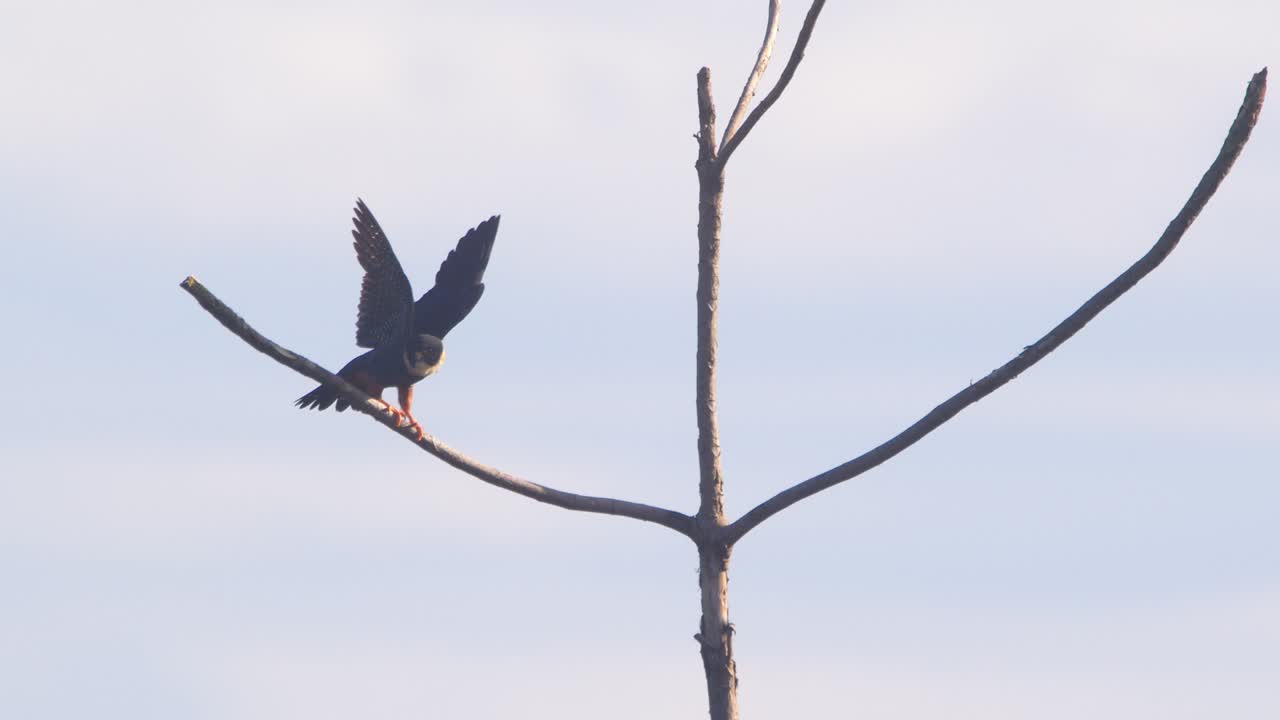 A vigilant Bat Falcon sits on a leafless tree spreads its wing ready to take off against drifting clouds in Peru’s jungle.