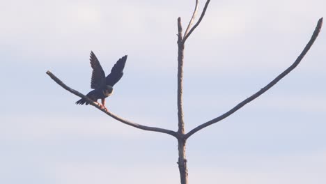 a vigilant bat falcon sits on a leafless tree spreads its wing ready to take off against drifting clouds in peru’s jungle.