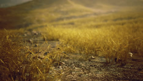 golden grass sways gently in the warm sunlight on a quiet hillside