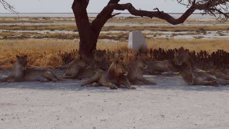 group pack of lions hear noise - wake up at same time