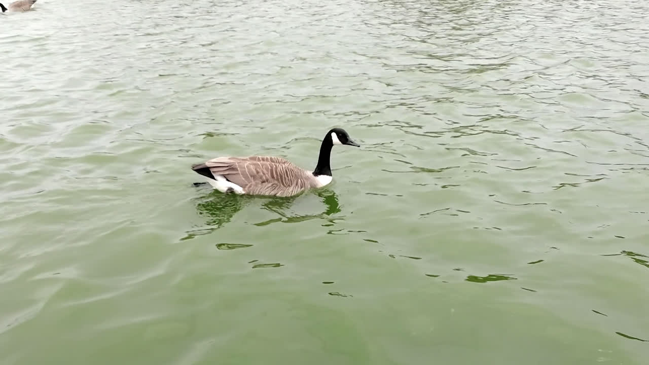 gees canadienses sentados junto a las aguas en un parque inglés