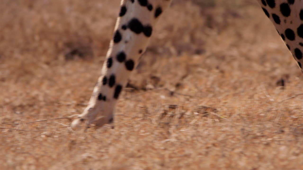 Close up follow shot of a cheetah's legs strolling