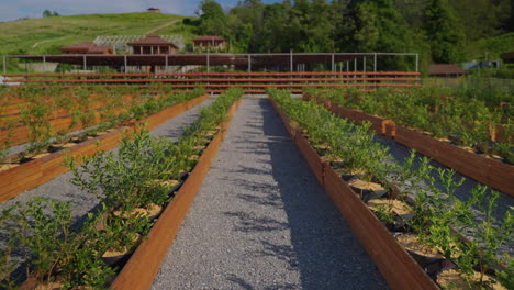 las filas de la granja de arándanos
