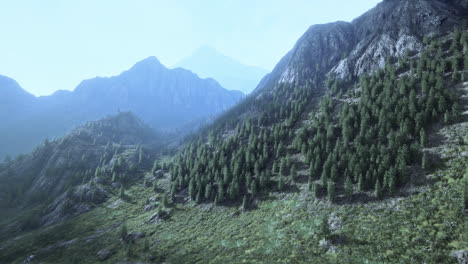 Fir-and-other-pine-trees-on-mountains-on-a-sunny-end-of-summer