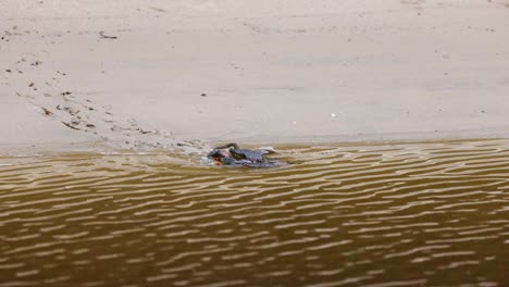 crab scuttles from sand to sea over time.