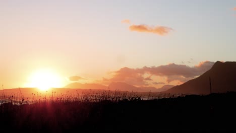 silhouette of reeds next to ocean as sun is setting