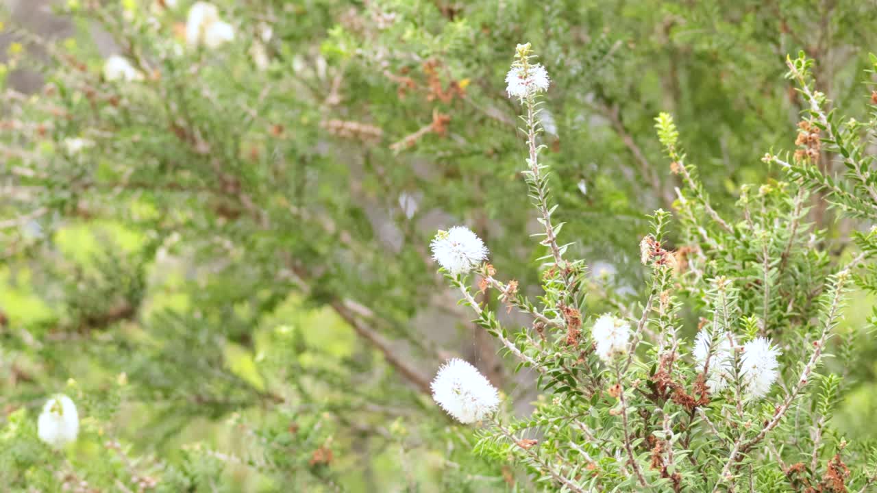 멜버른에 있는 멜라루카 호웨나 (melaleuca howeana) 식물의 클로즈업