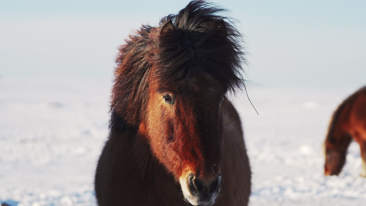 cabello peludo de pelo largo especie islandesa caballo posando con orgullo