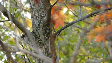 Great-Spotted-Woodpecker-Pecking-On-The-Trunk-Of-Maple-Tree-In-The-Forest-During-Autumn