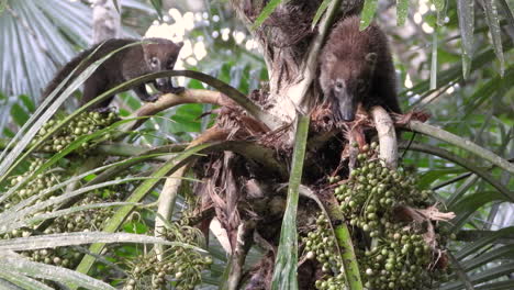 two adventurous, curious coati scaling the lush treetops of a tropical palm tree