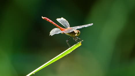 la libélula darter de otoño con el cuerpo rojo aterrizando en el tallo de la hierba verde - primer plano