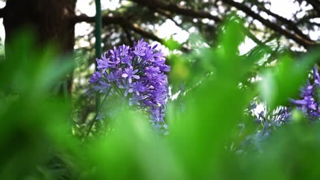 Kameraschwenk-Und-Konzentrieren-Sie-Sich-Auf-Die-Lila-Blume-In-Einem-Garten