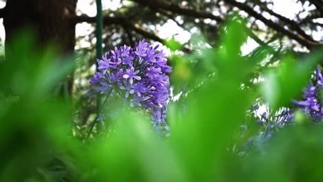 panorámica de la cámara y enfoque en la flor morada en un jardín