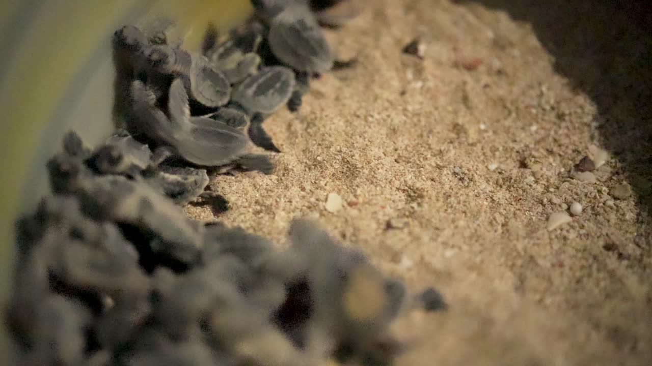 группа малышей морских черепах в ограде программа охраны окружающей среды местные жители тропический климат морской пляж иран катар природа страна сообщество природа персидский залив защита дикой природы