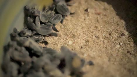 group of baby hawksbill sea turtles in fence conservation environment program local people tropical climate seaside beach iran qatar nature country community natural persian gulf wildlife protection