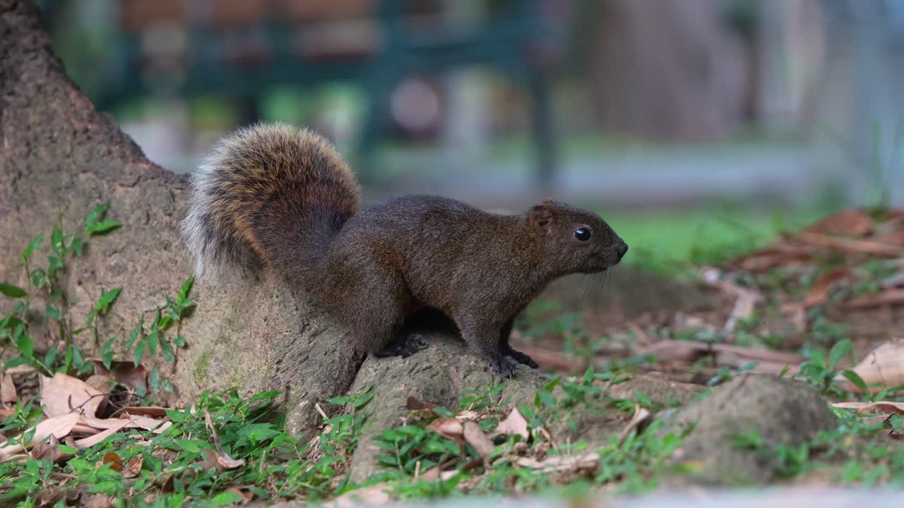 una curiosa pequeña ardilla de pallas en alta alerta, avistada en el suelo del bosque, mirando desde lejos, observando el entorno en un parque urbano, disparo de cerca
