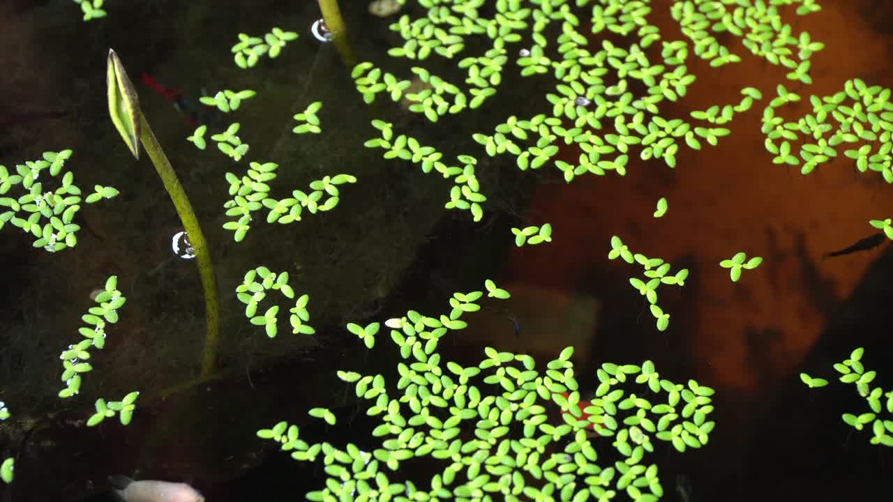 태국 치앙마이의 어항