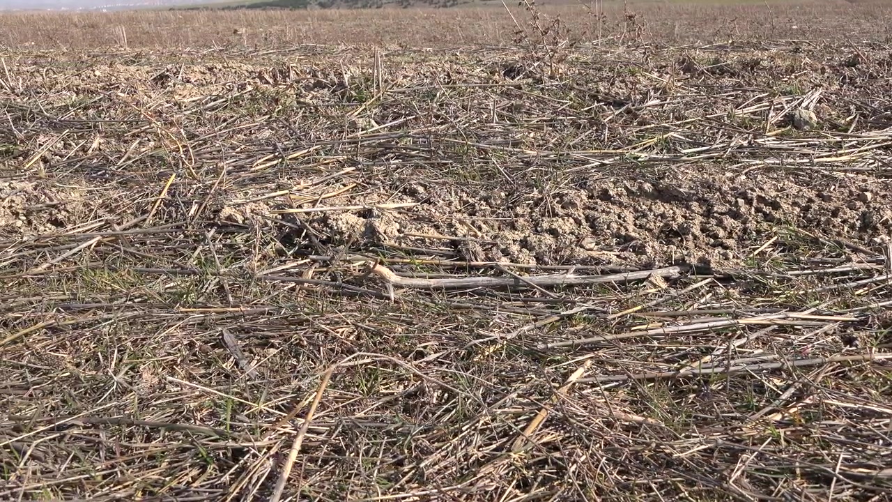 Piccola lucertola che striscia su un campo agricolo arido