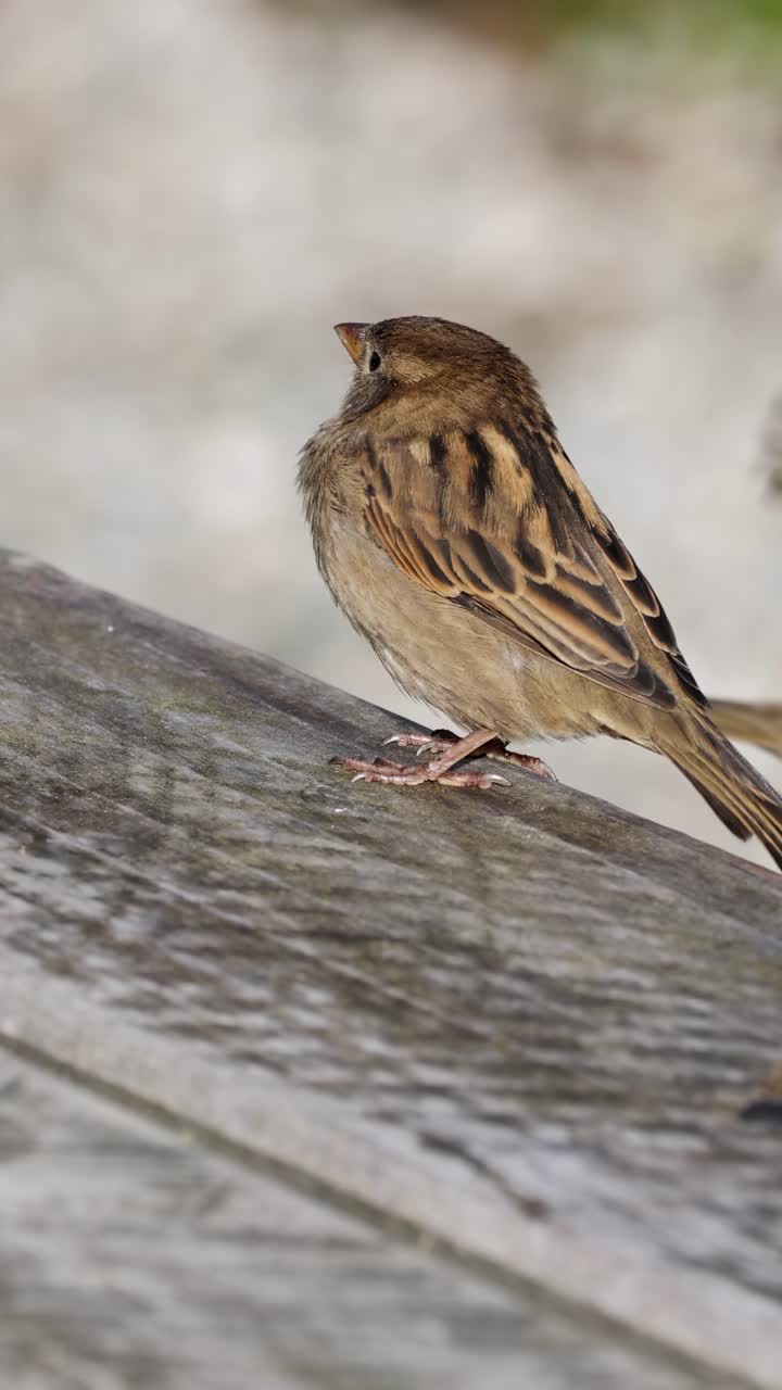 Due passeri interagiscono socialmente su una ringhiera di legno, catturati con luce naturale e bassa profondità di campo.