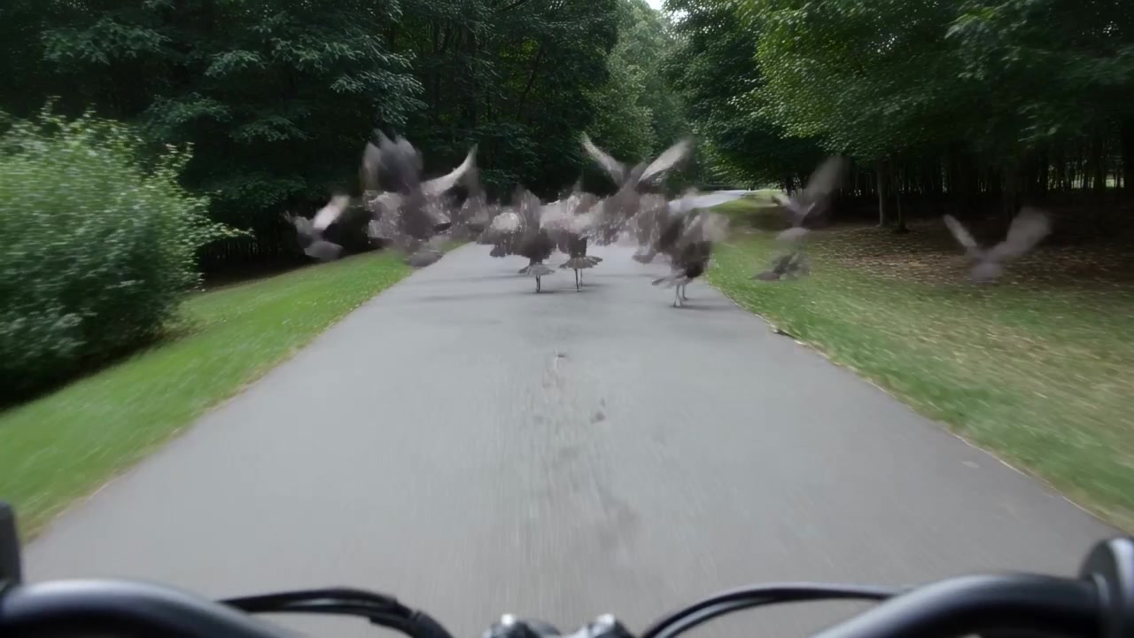 Zbliżający się pojazd, kamera na kierownicy uchwyca stado ptaków biegnące i wzbijające się w powietrze na leśnej ścieżce.