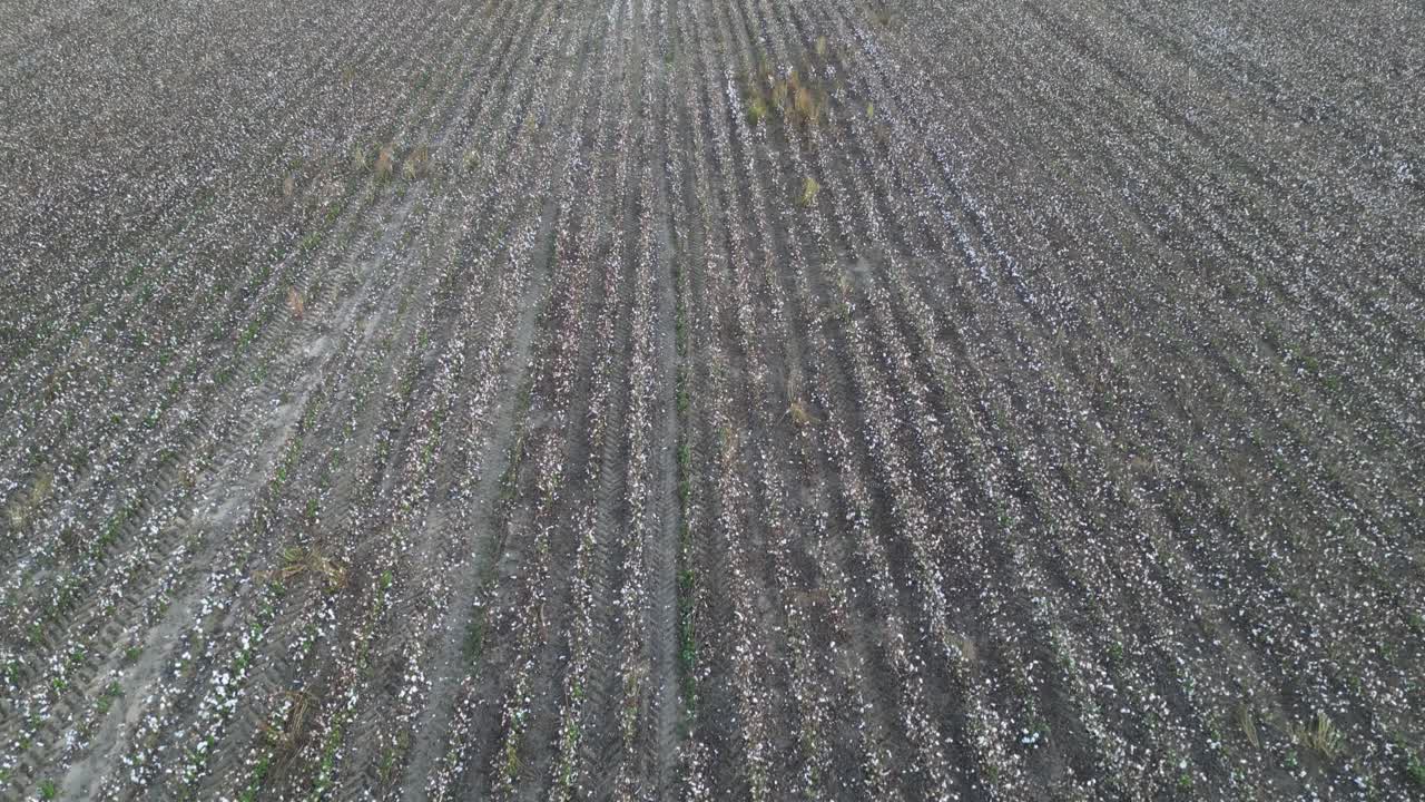 Harvested upland cotton (Gossypium hirsutum) field displaying linear planting patterns and post harvest across agricultural land, within the Wiregrass region illustrating large scale production