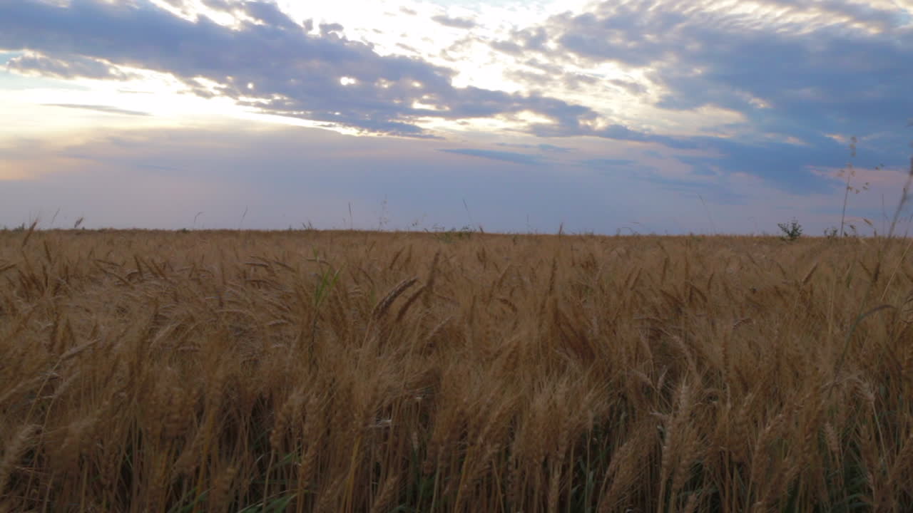 Wheat field during the summer time