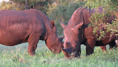 Rinocerontes-Pastando-En-La-Hierba-Verde-En-Los-Matorrales-A-La-Hora-Dorada,-Vista-Cercana