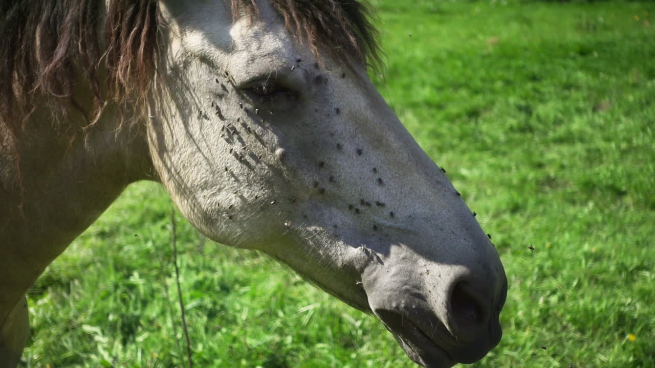 el caballo se alimenta en el campo con hierba verde jugosa. cerca de la cabeza del caballo blanco