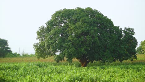 a huge mango tree in a agriculture crop farm in north india