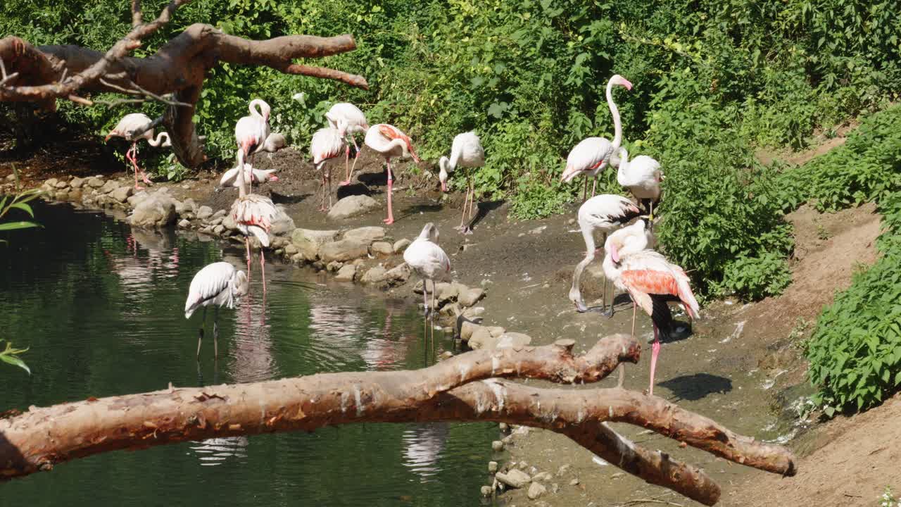 A flock of flamingos stands by the lake's edge
