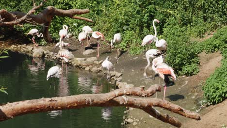 A-flock-of-flamingos-stands-by-the-lake's-edge