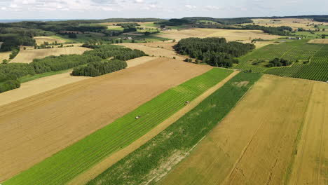 Drone-shot-of-a-tractor-with-trailer-harvesting-long-green-field-of-blackberry-plants