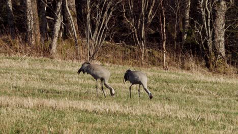 Common-Cranes-Feeding-On-A-Field-In-Indre-Fosen,-Norway---Wide-Shot