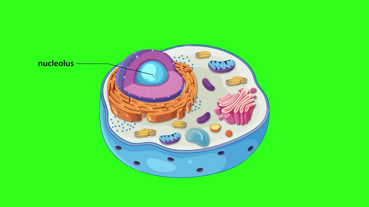 Animation illustrating the structure of an animal cell with labeled organelles on a green background