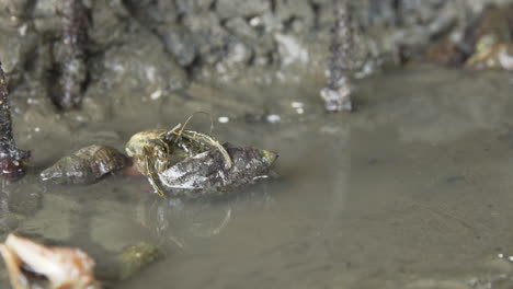 Exposed-soft-body-of-hermit-crab-while-it-enters-inside-a-new-and-bigger-shell,-Brazil