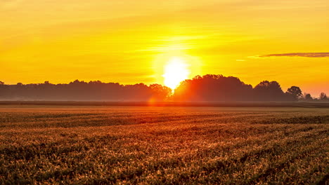 Schöner-Sonniger-Sonnenaufgang-über-Einer-Feldplantage