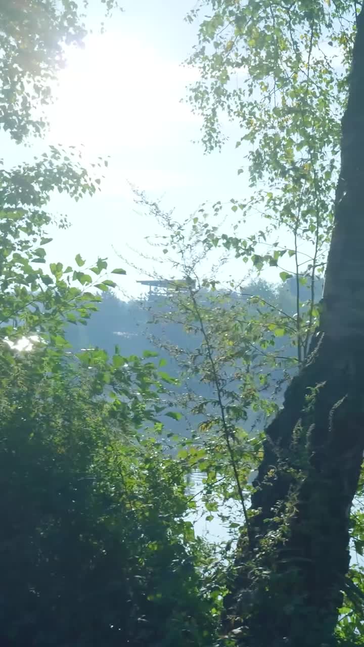 Lakeside Scenery Through the Trees