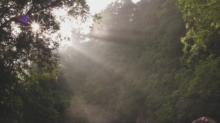 Early morning in the jungle