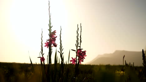 pretty pink lily growing in fynbos on mountain, golden sunset, static shot