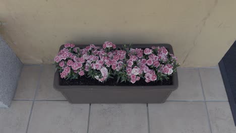 beautiful pink and white flowers in indoor planter next to yellow wall