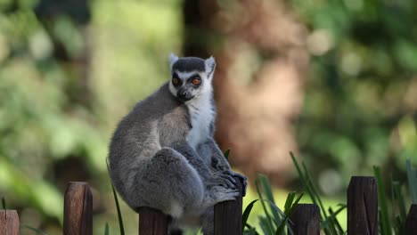 lemur sitting on fence, looking around