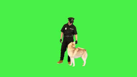 caucasian policeman trains his dog to sit down on a green screen, chroma key