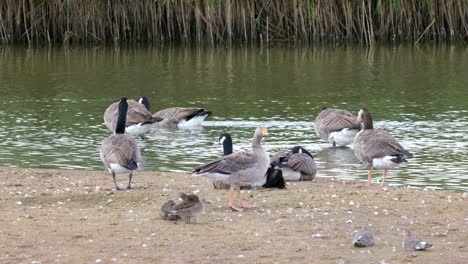 Canada-goose-in-its-natural-environment-Canada-goose,-Flock-of-geese-on-a-spring-lake,-UK