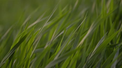 Grass-Blades-Blowing-in-the-Breeze-at-Sunset