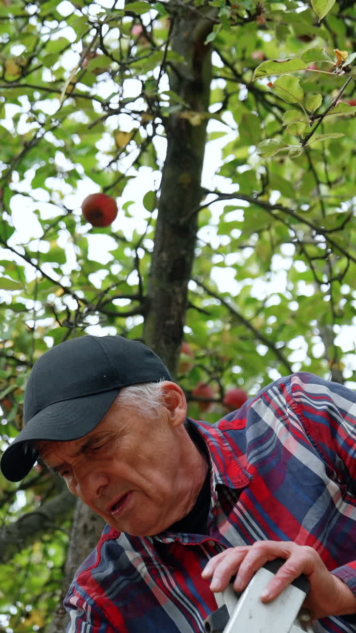 Male farmer standing on the ladder gathering apples. Farmer bends to put the fruit into the box. Low angle view. Vertical video