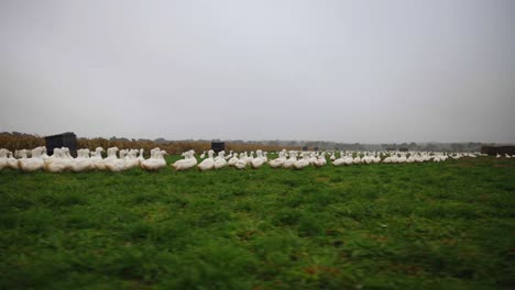 Kamerafahrt-Mit-Niedrigem-Winkel-Von-Enten-Im-Geflügelfeld-Im-Freien