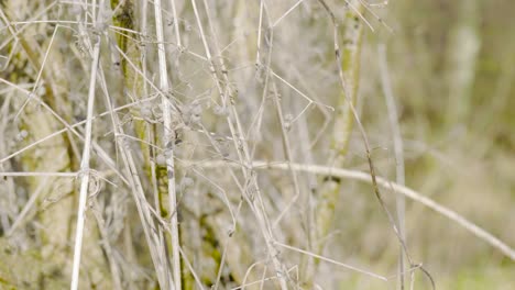 Close-up-shot-of-dry-bushes-along-the-river-little-Ouse-in-Thetford-forest,-Norfolk,-UK-on-a-sunny-day