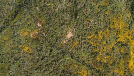 Drone-shot-of-beautiful-yellow-wildflower-covered-mountain-during-California-Super-Bloom