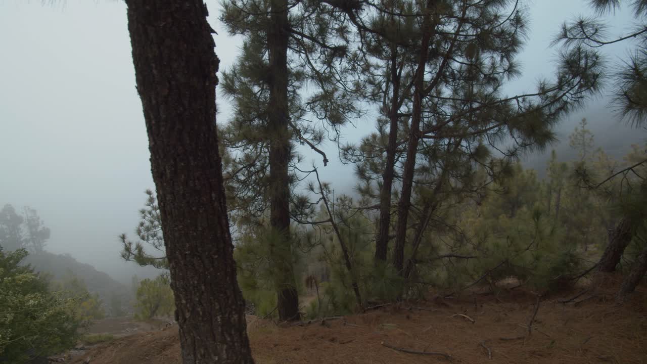 소나무 줄기 들 사이 의 안개 가 가득 한 경사 에 대한 전망