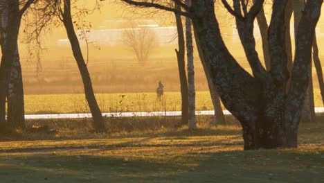 White-tailed-deer-lost-in-the-middle-of-an-empty-golden-field-at-dusk-divided-by-a-road-with-a-car-passing-through---Wide-shot